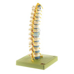 Thoracic Spine Model